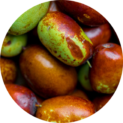 jojoba