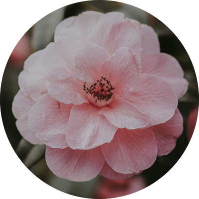camelia