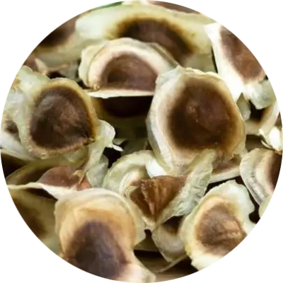 moringa